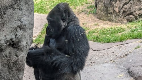 Gorilla Falls Exploration Trail