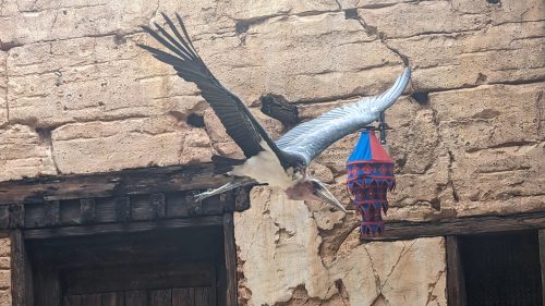 Feathered Friends in Flight!